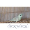 Lineolated parakeet